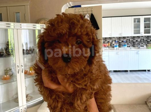 Orijinal Kore Kan Poodle Dan Toy Poodle görsel