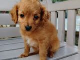 2 Aylık Maltipoo