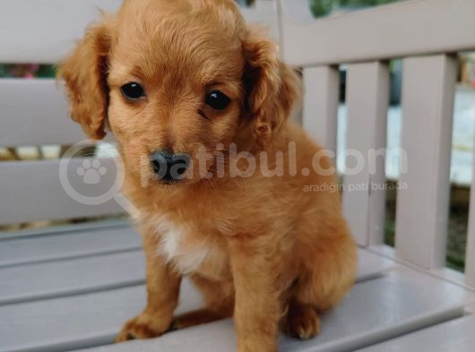 2 Aylık Maltipoo görsel