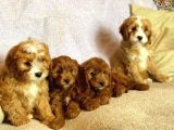 Kahve Tonlu Mini Boy Puppy Sevimli Yavrular Malti̇po Ci̇nsi̇ 