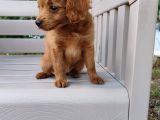 2 Aylık Maltipoo
