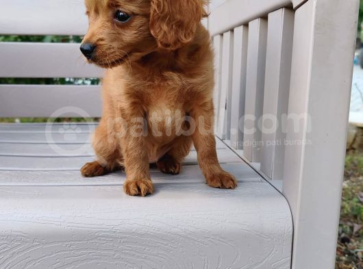 2 Aylık Maltipoo görsel