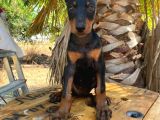3 dişi doberman yavrusu