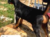 3 Dişi Doberman Yavrusu