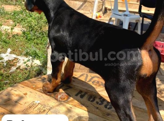 3 Dişi Doberman Yavrusu görsel