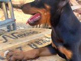 3 Dişi Doberman Yavrusu