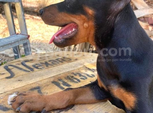 3 Dişi Doberman Yavrusu görsel
