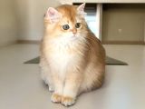 Safkan British Longhair ve Shorthair Yavrular
