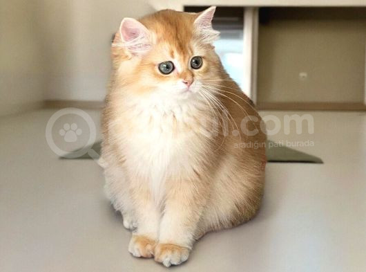Safkan British Longhair Ve Shorthair Yavrular