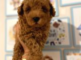 Kıpkırmızı Red Tooy Poodle Sevimli Yavrular 