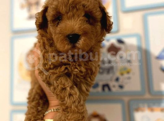 Kıpkırmızı Red Tooy Poodle Sevimli Yavrular  görsel