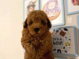 Kıpkırmızı Red tooy poodle sevimli yavrular 