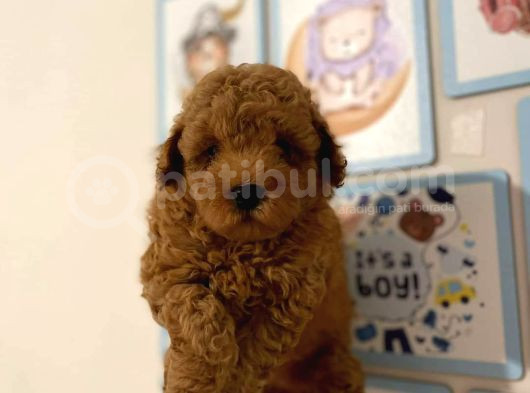 Kıpkırmızı Red Tooy Poodle Sevimli Yavrular 