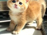 A Kalite Bri̇ti̇sh Shorthai̇r Golden  Yavrular