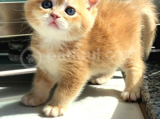 A Kalite Bri̇ti̇sh Shorthai̇r Golden  Yavrular görsel