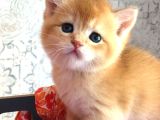 A kalite BRİTİSH SHORTHAİR GOLDEN  yavrular