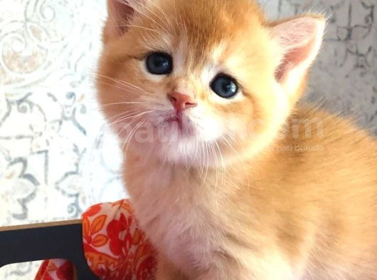 A Kalite Bri̇ti̇sh Shorthai̇r Golden  Yavrular