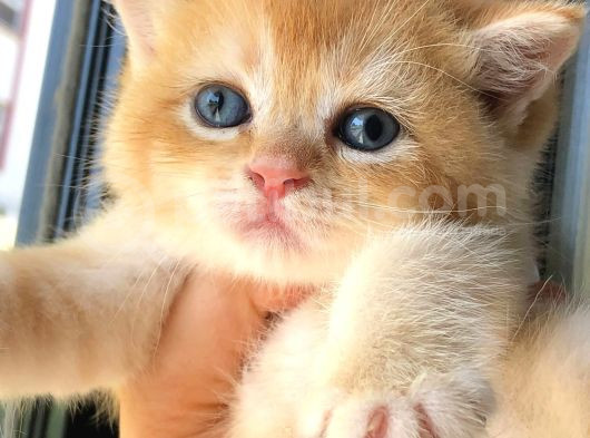 A Kalite Bri̇ti̇sh Shorthai̇r Golden  Yavrular görsel