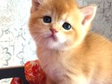 A Kalite Bri̇ti̇sh Shorthai̇r Golden  Yavrular