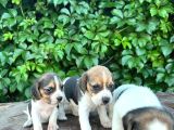 Safkan Anne Ve Babadan Beagle Yavruları