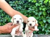 Safkan Anne Ve Babadan Beagle Yavruları