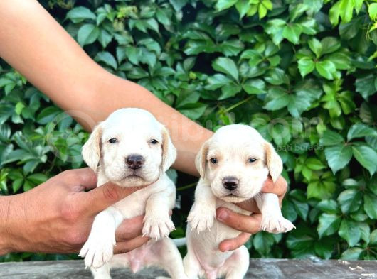 Safkan Anne Ve Babadan Beagle Yavruları görsel