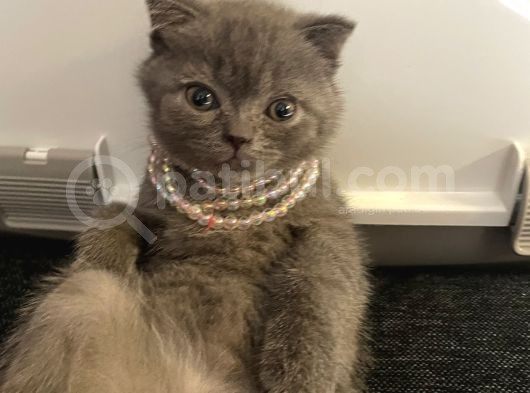 Pamuk Prenses Biz Ona Pembe Diyoruz görsel