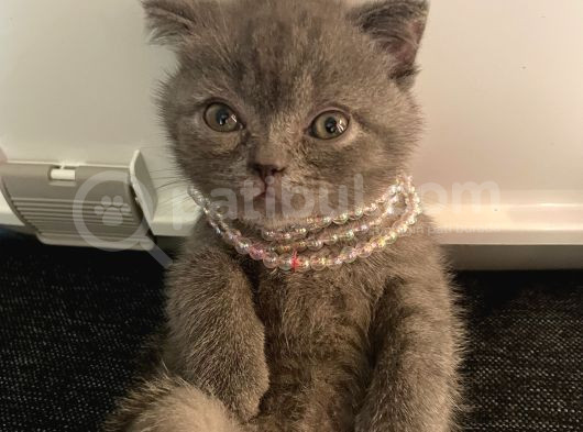 Pamuk Prenses Biz Ona Pembe Diyoruz görsel