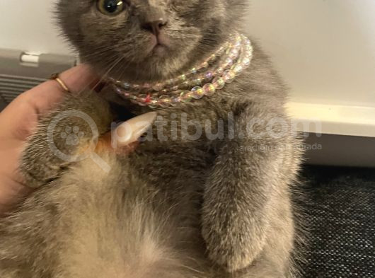 Pamuk Prenses Biz Ona Pembe Diyoruz görsel