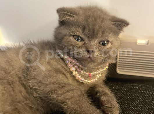 Pamuk Prenses Biz Ona Pembe Diyoruz