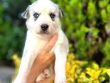 6 Tane Çok Sağlıklı Husky Yavrularımız