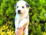 6 Tane Çok Sağlıklı Husky Yavrularımız