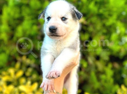 6 Tane Çok Sağlıklı Husky Yavrularımız görsel