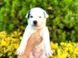 6 Tane Çok Sağlıklı Husky Yavrularımız