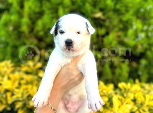 6 Tane Çok Sağlıklı Husky Yavrularımız görsel