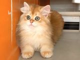 Safkan British Longhair Ve Shorthair Yavrular