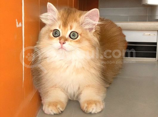 Safkan British Longhair Ve Shorthair Yavrular görsel