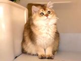 Safkan British Longhair Ve Shorthair Yavrular
