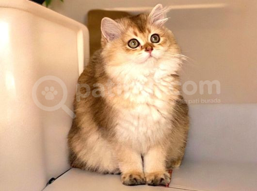 Safkan British Longhair Ve Shorthair Yavrular görsel