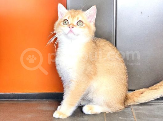 Safkan British Longhair Ve Shorthair Yavrular görsel