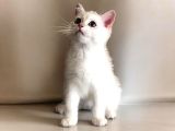 Safkan British Longhair Ve Shorthair Yavrular