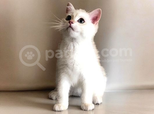 Safkan British Longhair Ve Shorthair Yavrular görsel