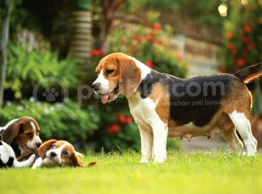 Safkan Anne Ve Babadan Beagle Yavruları