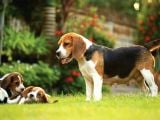 Safkan anne ve babadan beagle yavruları