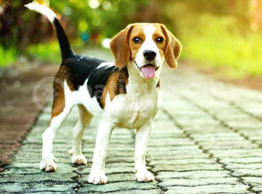 Safkan Anne Ve Babadan Beagle Yavruları görsel