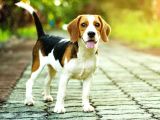 Safkan Anne Ve Babadan Beagle Yavruları