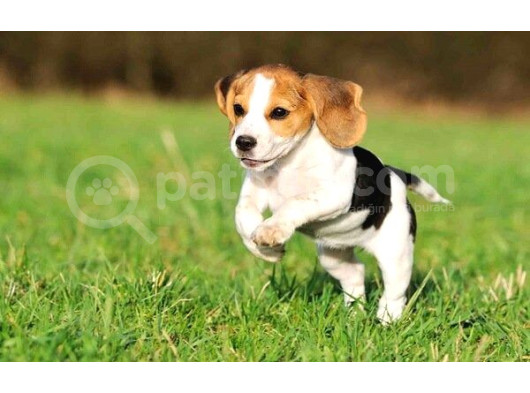 Safkan Anne Ve Babadan Beagle Yavruları görsel