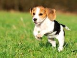 Safkan Anne Ve Babadan Beagle Yavruları
