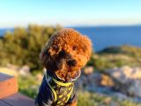 MARS  toy poodle