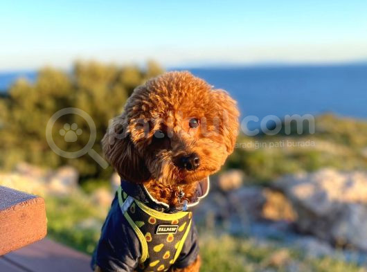 Mars  Toy Poodle